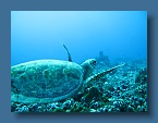 Tiputa Turtle